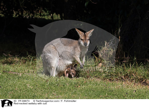 Rotnackenwallaby mit Jungtier / Red-necked wallaby with cub / FF-08873