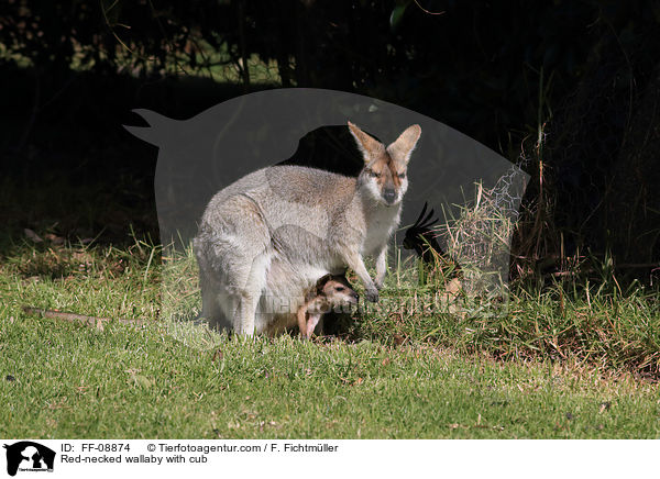 Rotnackenwallaby mit Jungtier / Red-necked wallaby with cub / FF-08874