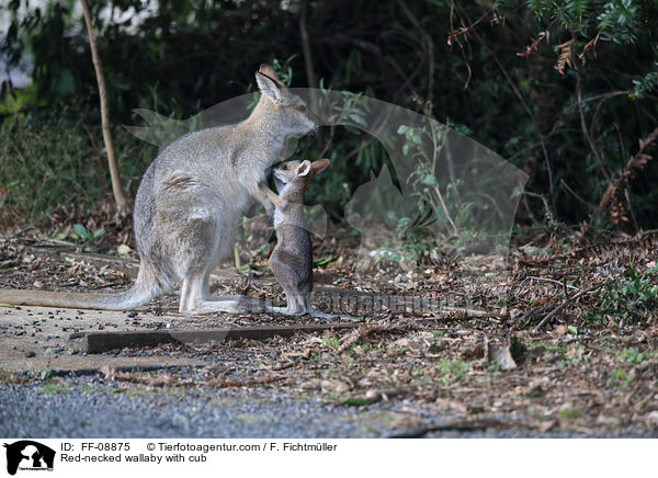 Rotnackenwallaby mit Jungtier / Red-necked wallaby with cub / FF-08875