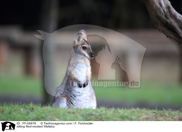 sitting Red-necked Wallaby / FF-08878