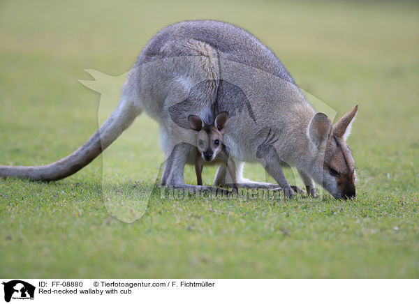 Red-necked wallaby with cub / FF-08880