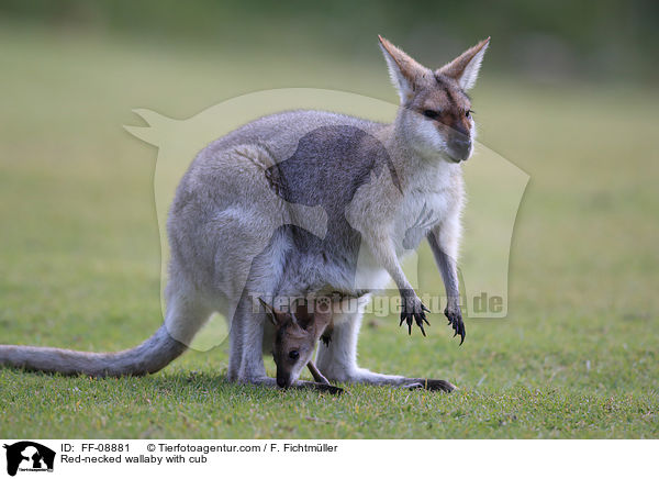 Red-necked wallaby with cub / FF-08881