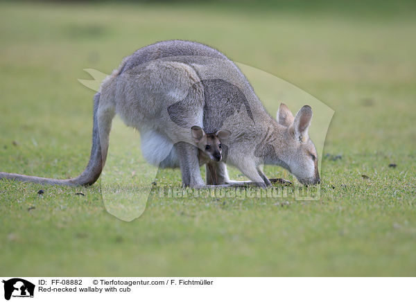Red-necked wallaby with cub / FF-08882