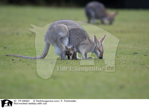 Red-necked wallaby with cub / FF-08883