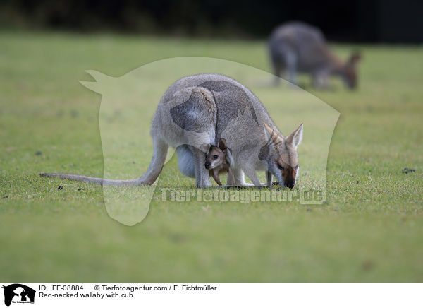 Red-necked wallaby with cub / FF-08884