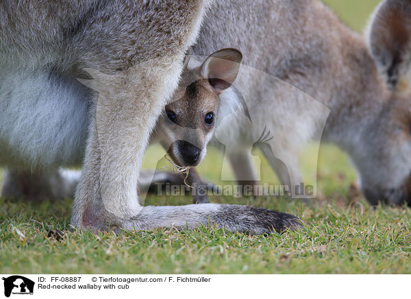 Red-necked wallaby with cub / FF-08887