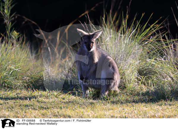 standing Red-necked Wallaby / FF-08888