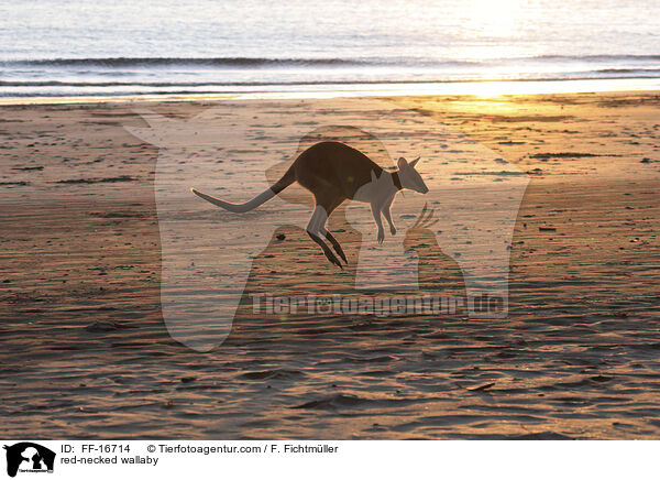 Rotnackenwallaby / red-necked wallaby / FF-16714