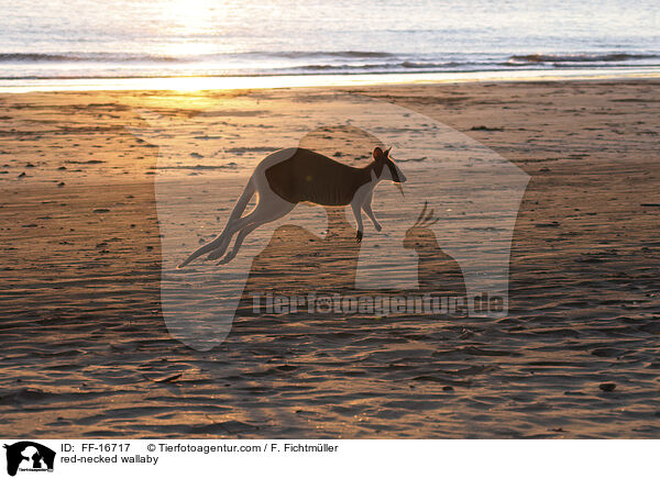 red-necked wallaby / FF-16717
