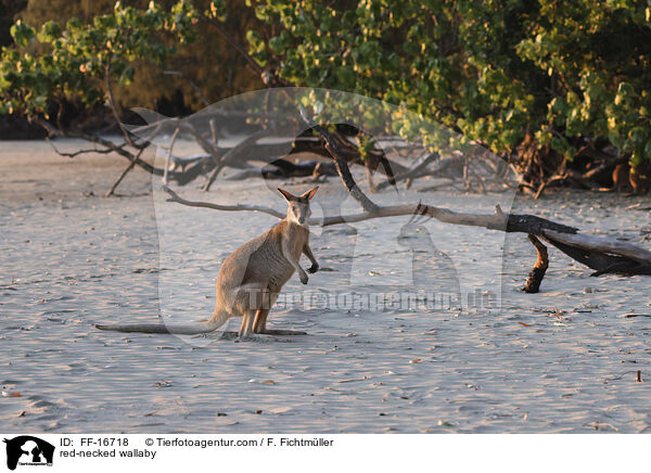 Rotnackenwallaby / red-necked wallaby / FF-16718