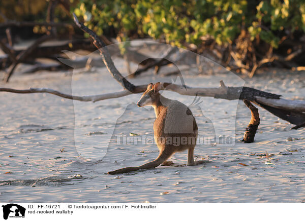red-necked wallaby / FF-16721