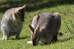 Red-necked Wallaby on the meadow