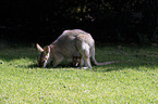 Red-necked wallaby with cub