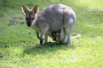 Red-necked wallaby with cub