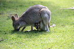 Red-necked wallaby with cub
