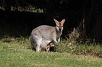 Red-necked wallaby with cub