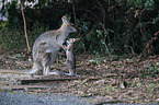 Red-necked wallaby with cub