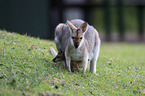 Red-necked wallaby with cub