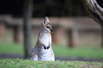 sitting Red-necked Wallaby