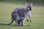 Red-necked wallaby with cub