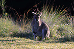 standing Red-necked Wallaby