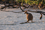 red-necked wallaby