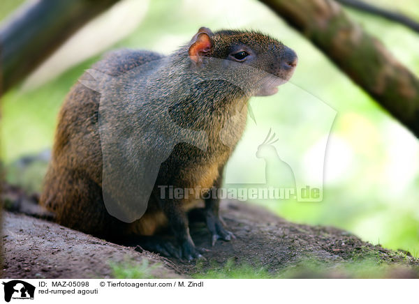 red-rumped agouti / MAZ-05098