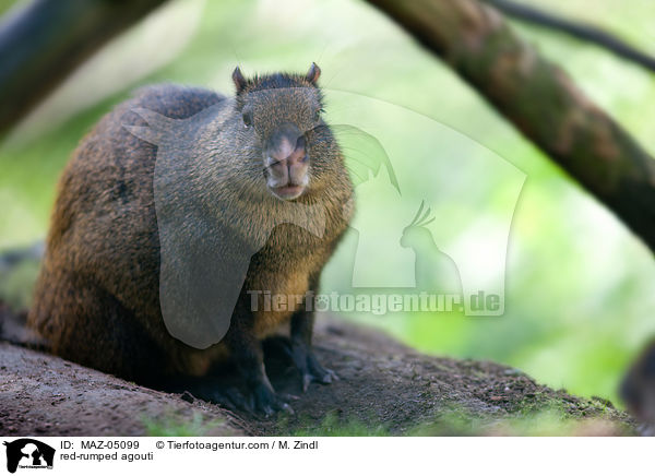 Goldrckenaguti / red-rumped agouti / MAZ-05099