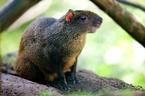 red-rumped agouti