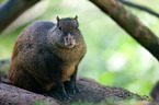 red-rumped agouti
