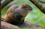red-rumped agouti