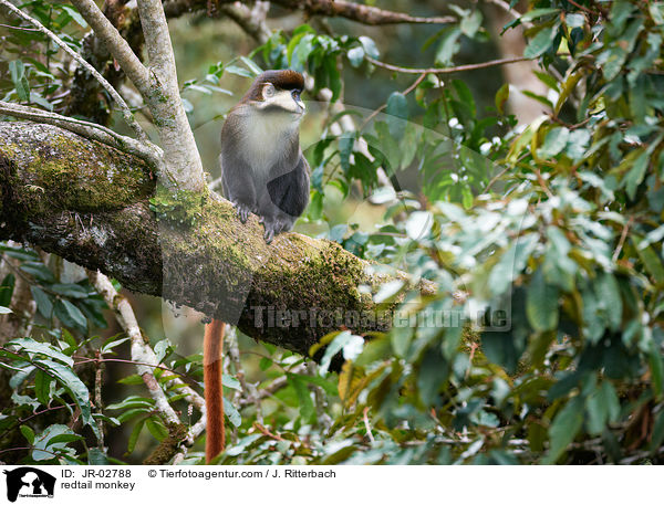 redtail monkey / JR-02788
