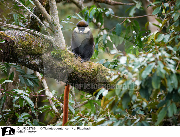 redtail monkey / JR-02789