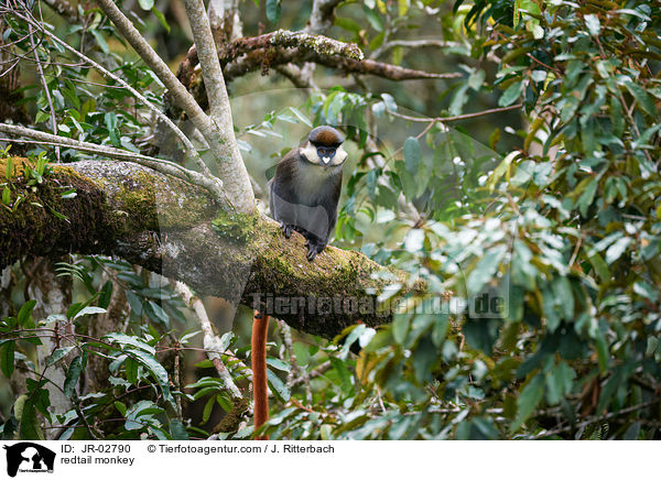 Rotschwanzmeerkatze / redtail monkey / JR-02790