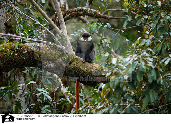 redtail monkey / JR-02791