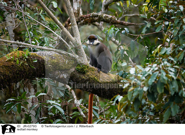 Rotschwanzmeerkatze / redtail monkey / JR-02793