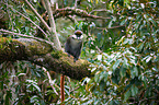 redtail monkey