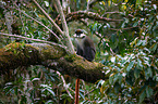 redtail monkey