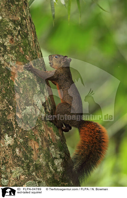 Rotschwanzhrnchen / red-tailed squirrel / FLPA-04789