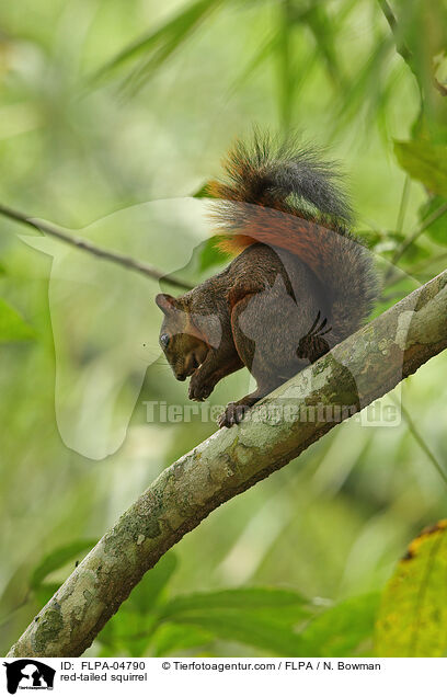 red-tailed squirrel / FLPA-04790