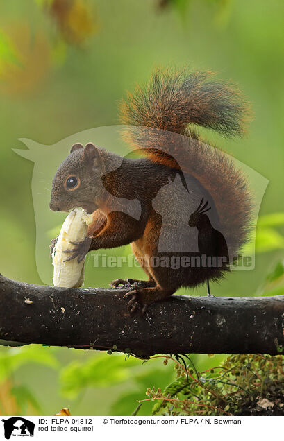 red-tailed squirrel / FLPA-04812