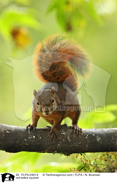 red-tailed squirrel / FLPA-04814