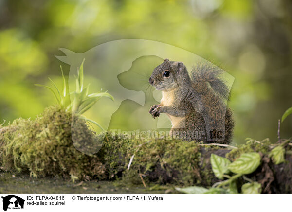red-tailed squirrel / FLPA-04816