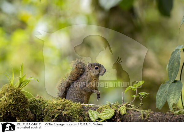 red-tailed squirrel / FLPA-04817