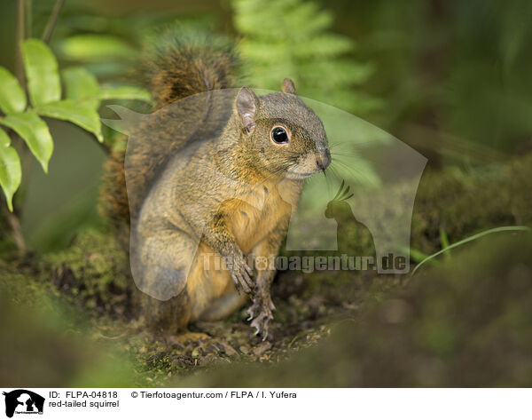 red-tailed squirrel / FLPA-04818