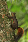 red-tailed squirrel