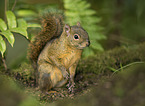 red-tailed squirrel