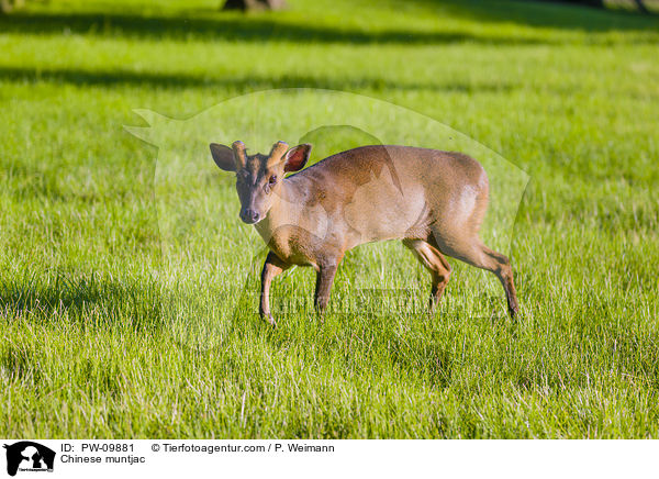 Chinesischer Muntjak / Chinese muntjac / PW-09881