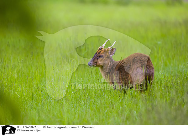 Chinese muntjac / PW-10715