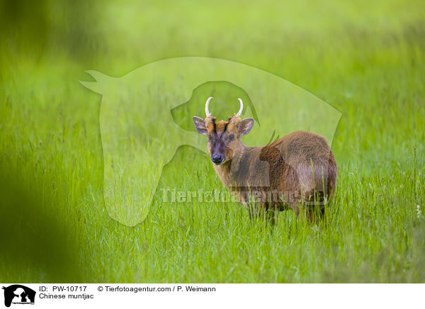 Chinesischer Muntjak / Chinese muntjac / PW-10717